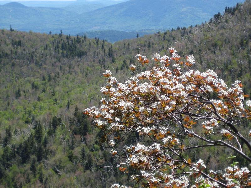 SqLedge (4).JPG - The view was capped off by this blooming tree.